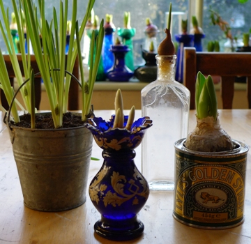 different vases and containers for bulbs