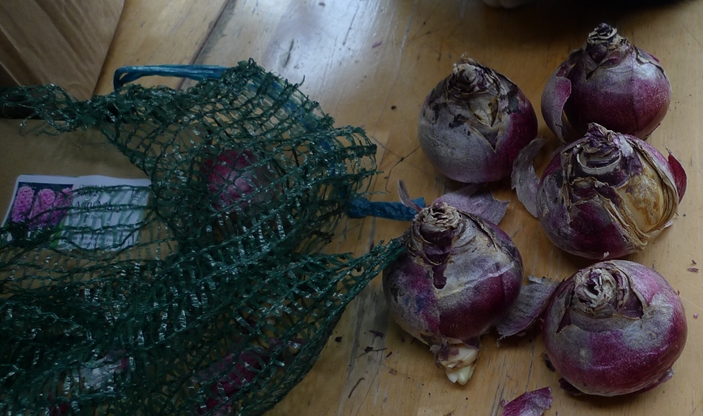 Anne Marie hyacinth bulbs