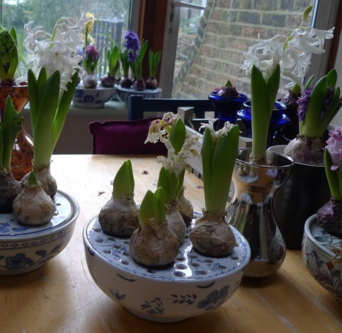 Carnegie hyacinths