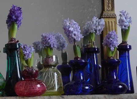 hyacinths in bloom for Christmas