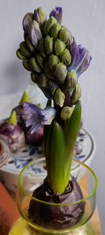 Delft Blue hyacinth buds