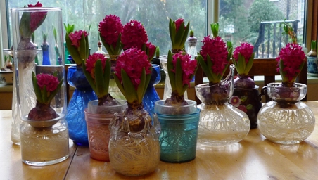 forced Jan Bos hyacinths in bloom in vases in December