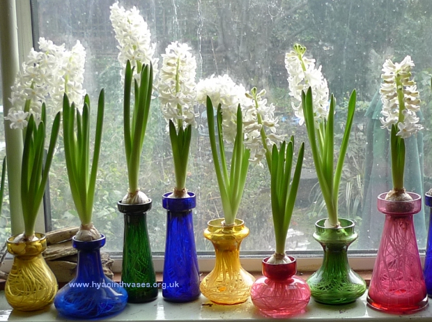 Linnocence forced hyacinths in hyacinth vases