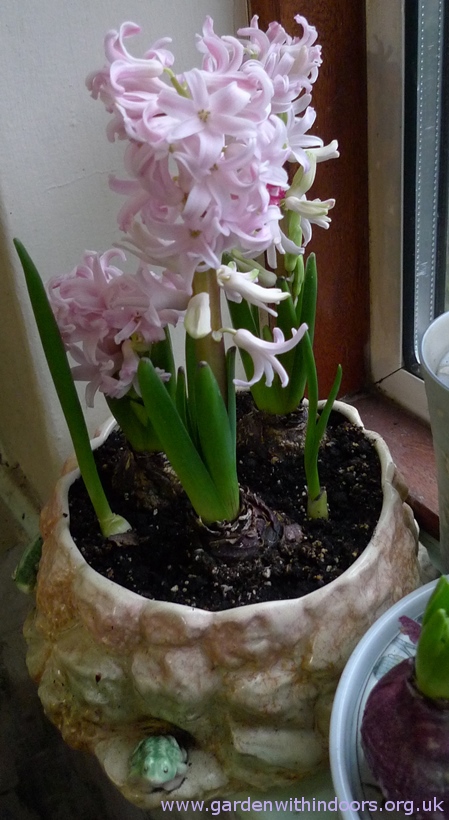 forced Lady Derby hyacinths