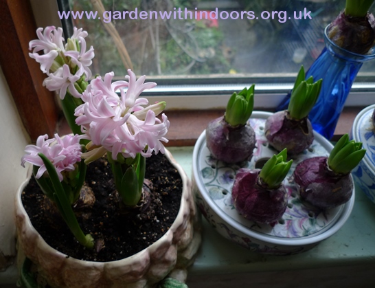 forced Lady Derby hyacinths