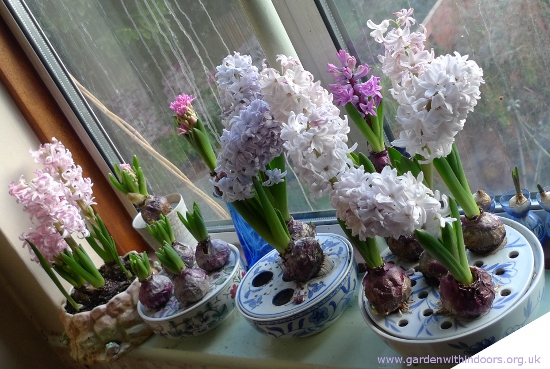 Lady Derby  forced hyacinths