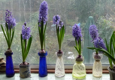 Ostara hyacinths in hyacinth vases