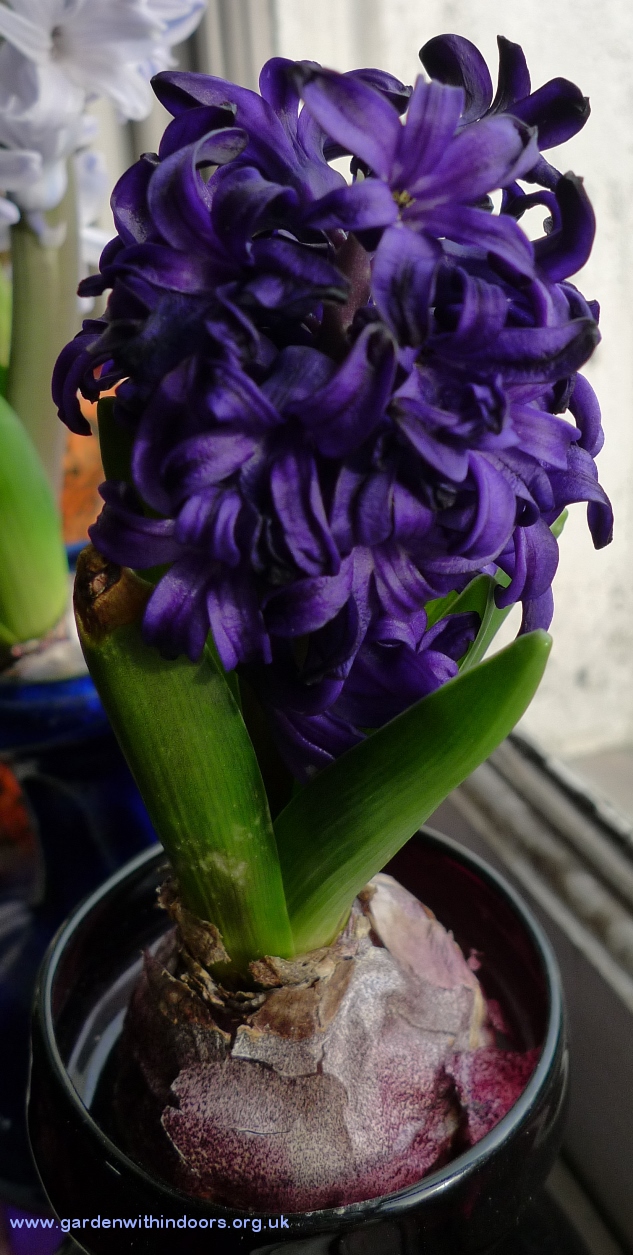 pacific ocean forced hyacinth