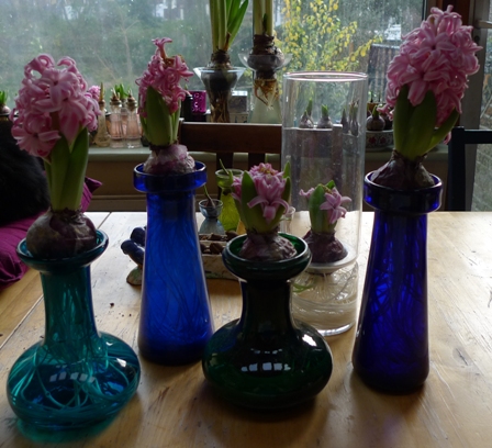 Pink Pearl hyacinth bulbs