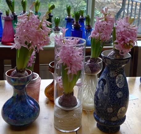 forced Pink Pearl hyacinths