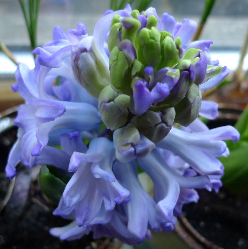Skyline hyacinth buds