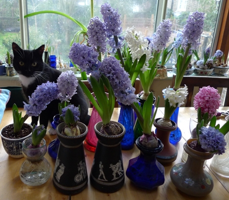 cat and hyacinths