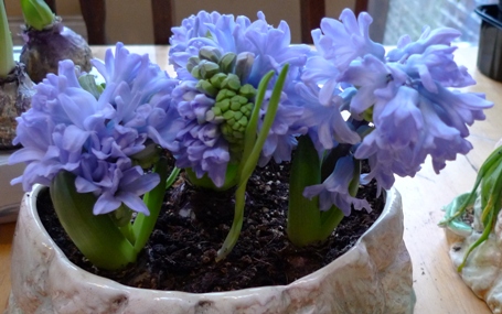 SylvaC pot with hyacinths