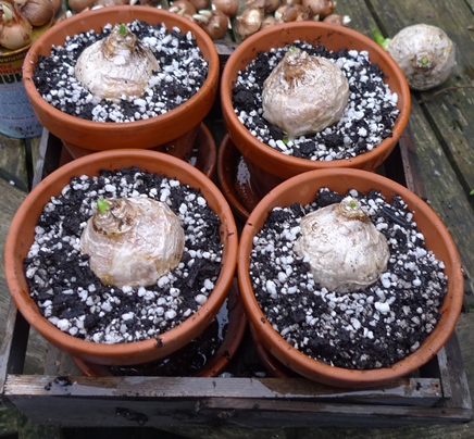 white pearl hyacinth bulbs in pots