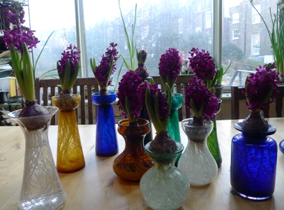 Woodstock hyacinths in hyacinth vases