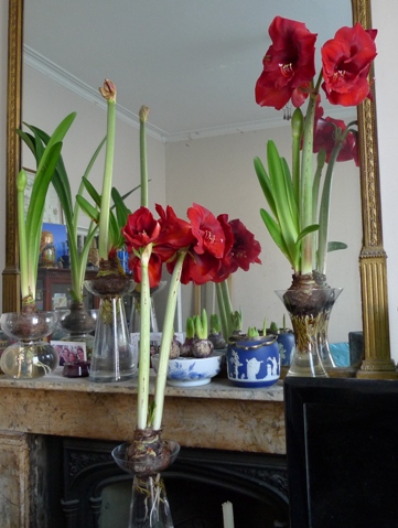 amaryllis in vases