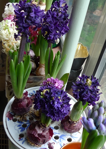 hyacinths blooming in bulb bowl