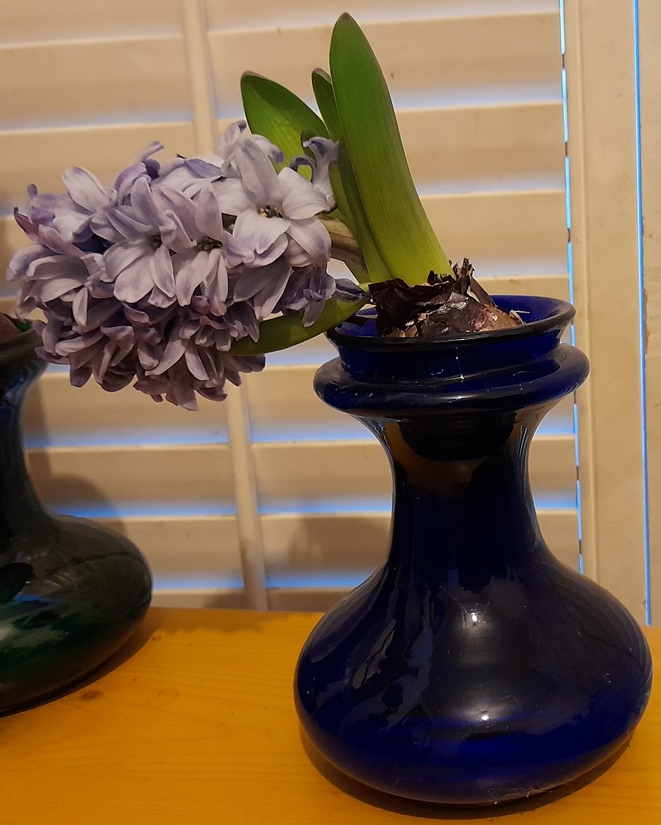 bent hyacinth