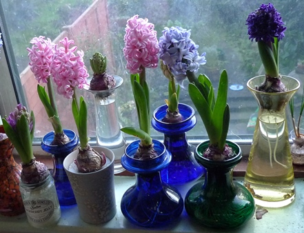 hyacinths blooming in hyacinth vases