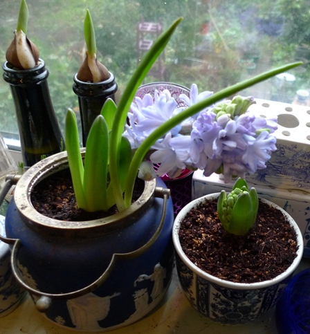 biscuit barrel used as a hyacinth planter