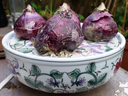 hyacinth bulbs on bulb bowl lid