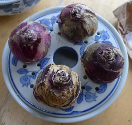 bulb bowl with hyacinth bulbs
