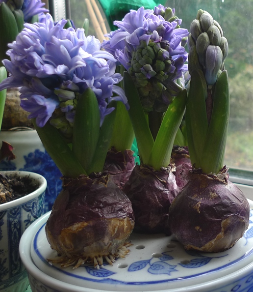 forced hyacinth in bulb bowl