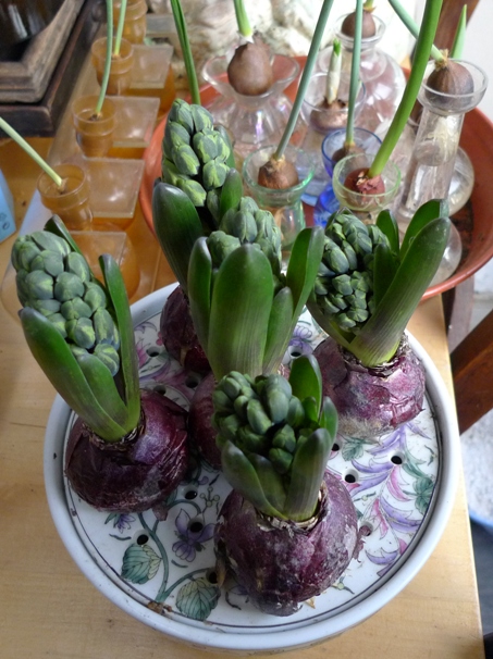 bulb bowl with Delft Blue hyacinths
