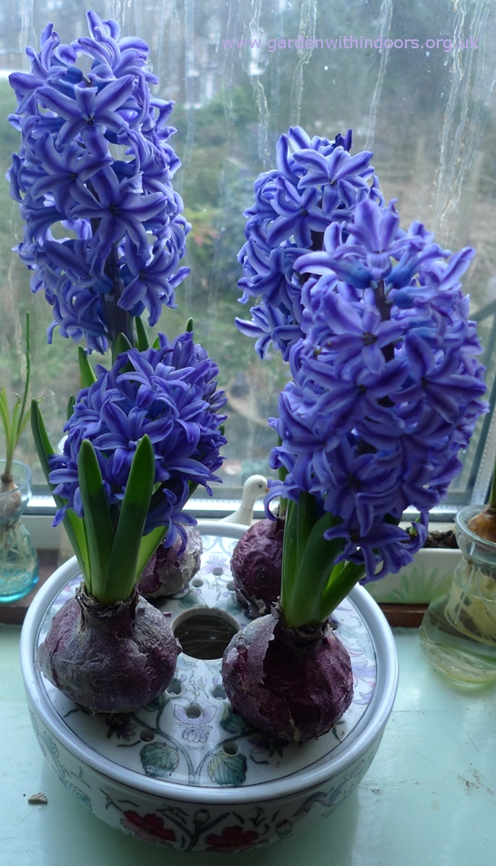 forced Blue Jacket hyacinths