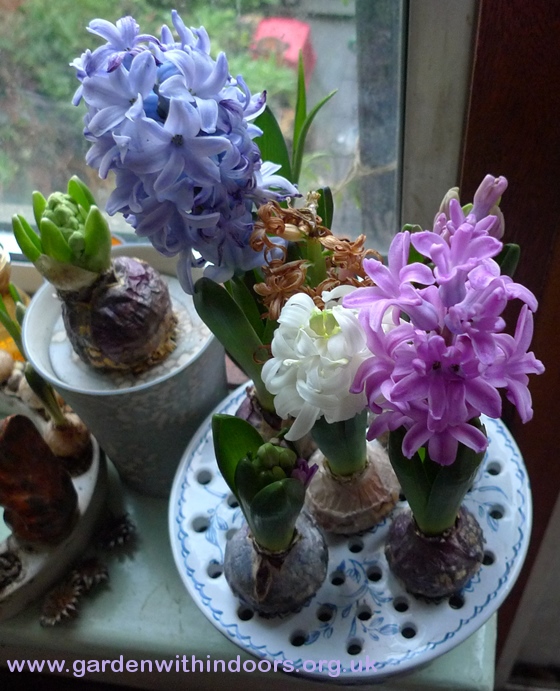 bulb bowl with hyacinths in bloom
