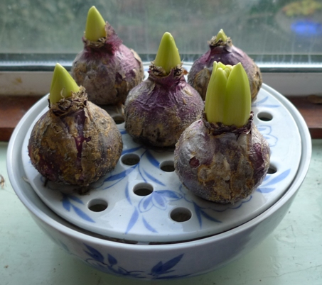 bulb bowl with hyacinth bulbs early December
