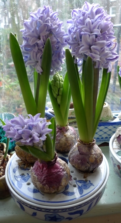 bulb bowl with Delft Blue hyacinth bulbs