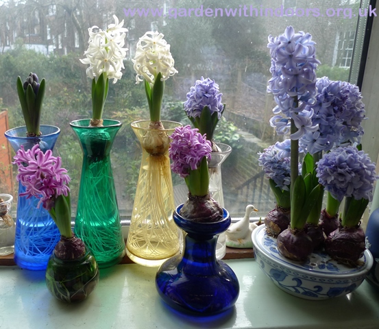 forced hyacinths in vases and bulb bowl