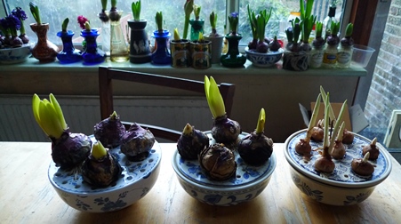 hyacinths and crocus forced in bulb bowls