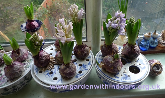 bulb bowls with forced hyacinths
