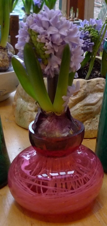 cranberry hyacinth vase