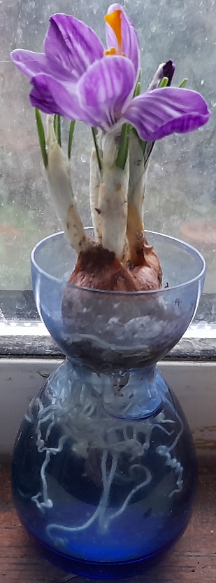 crocus in bloom in crocus vase