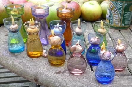 crocus vases with crocus bulbs