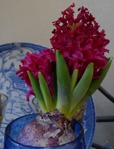 Jan Bos double-stemmed hyacinth