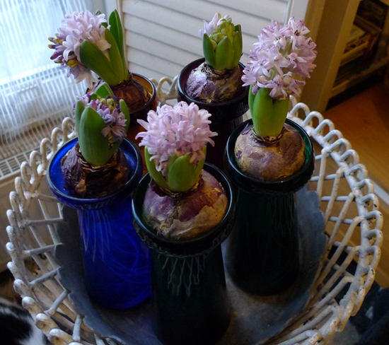 forced hyacinths poor