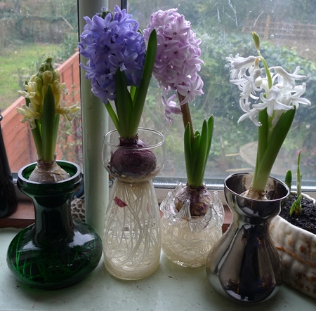 hyacinths in bloom in vases