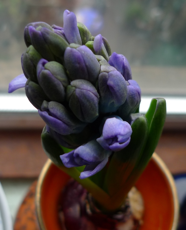 hyacinth buds