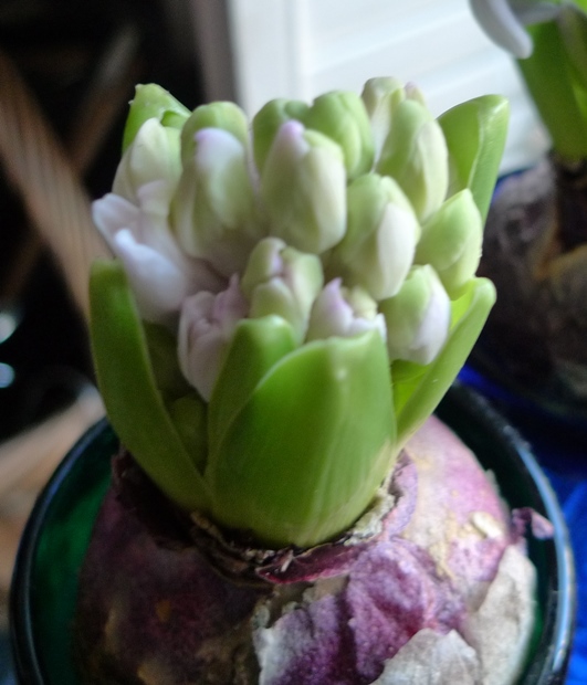 forced hyacinth buds