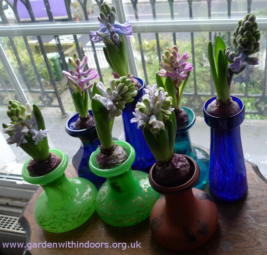 forced hyacinth buds just opening