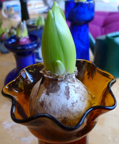 hyacinth bulb White Pearl