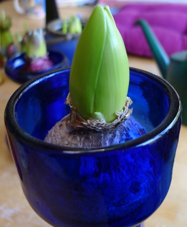 hyacinth bulb White Pearl