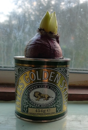 hyacinth bulb in Tate and Lyle Golden Syrup tin