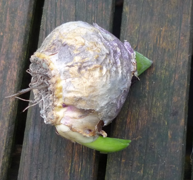 hyacinth bulb with bulblet
