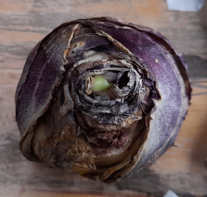 hyacinth bulb with shoot