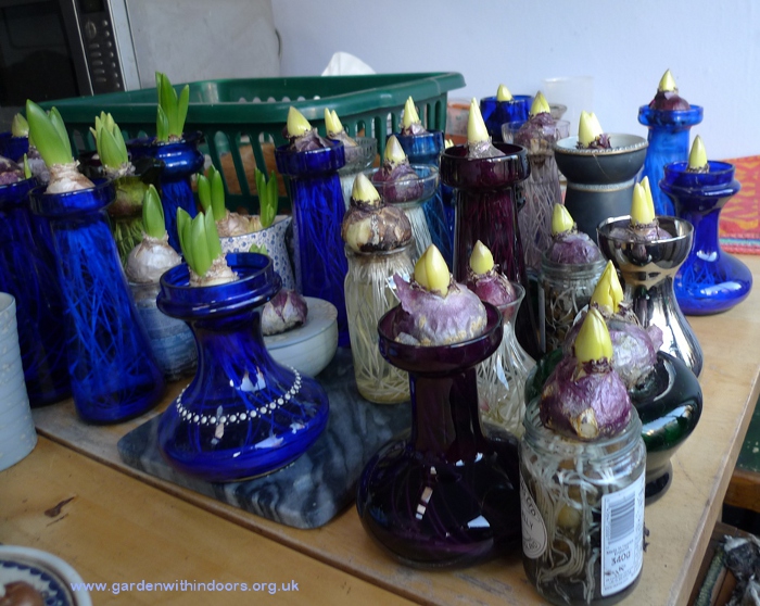 forcing hyacinths in hyacinth vases